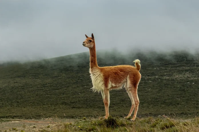 Brown-and-white llama standing on a grassy, barren hillside under a cloudy sky, looking to the left