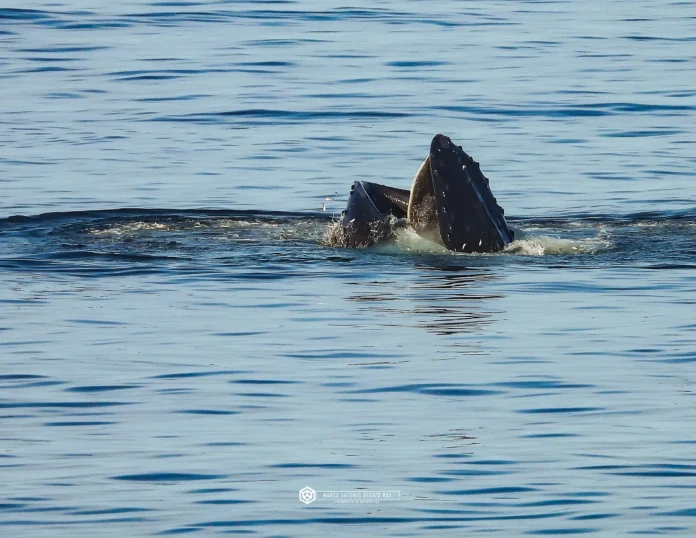 Humpback whale surfacing with mouth open, water splashing around in a calm blue sea.