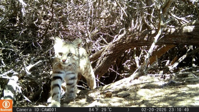 Young tabby kitten stepping through a sunlit tangle of dry branches in a shrub.