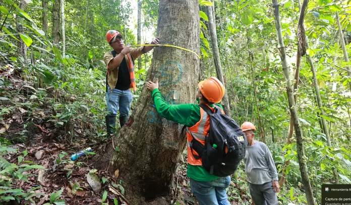 Three forestry workers in hard hats and vests measure with a tape around a large tree in a dense forest.