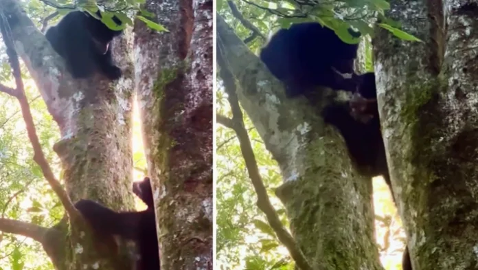 Two black bears climbing a tree in a leafy forest, one higher up and another lower on the trunk.