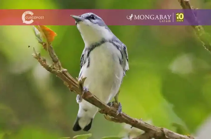 Small white and gray songbird perched on a branch with a green blurred background; top banner shows CUSCO POST and Mongabay logos.