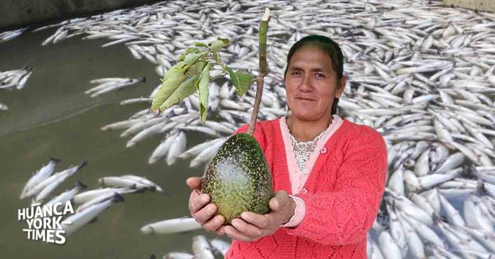 Woman in a pink sweater presents a large green fruit in front of a pond with many dead fish nearby.