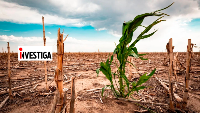 Green corn plant growing in a dry, stubbled field under a cloudy sky, with the INVESTIGA logo overlay on the left.